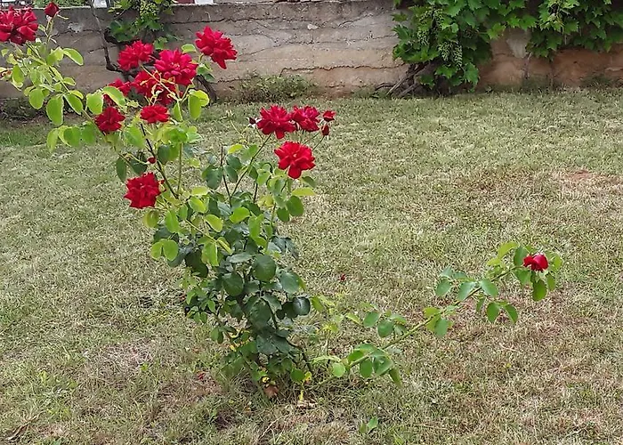 Josipa & Niki Appartement Vodice